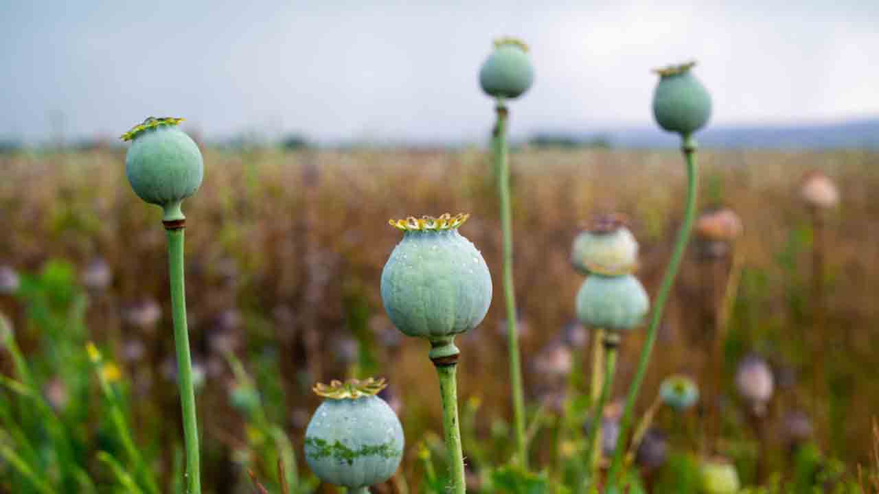 Opium : किस कीमत पर बेचा जाता है ? अफ़ीम की खेती भारत में सबसे अधिक कहाँ होती है ?