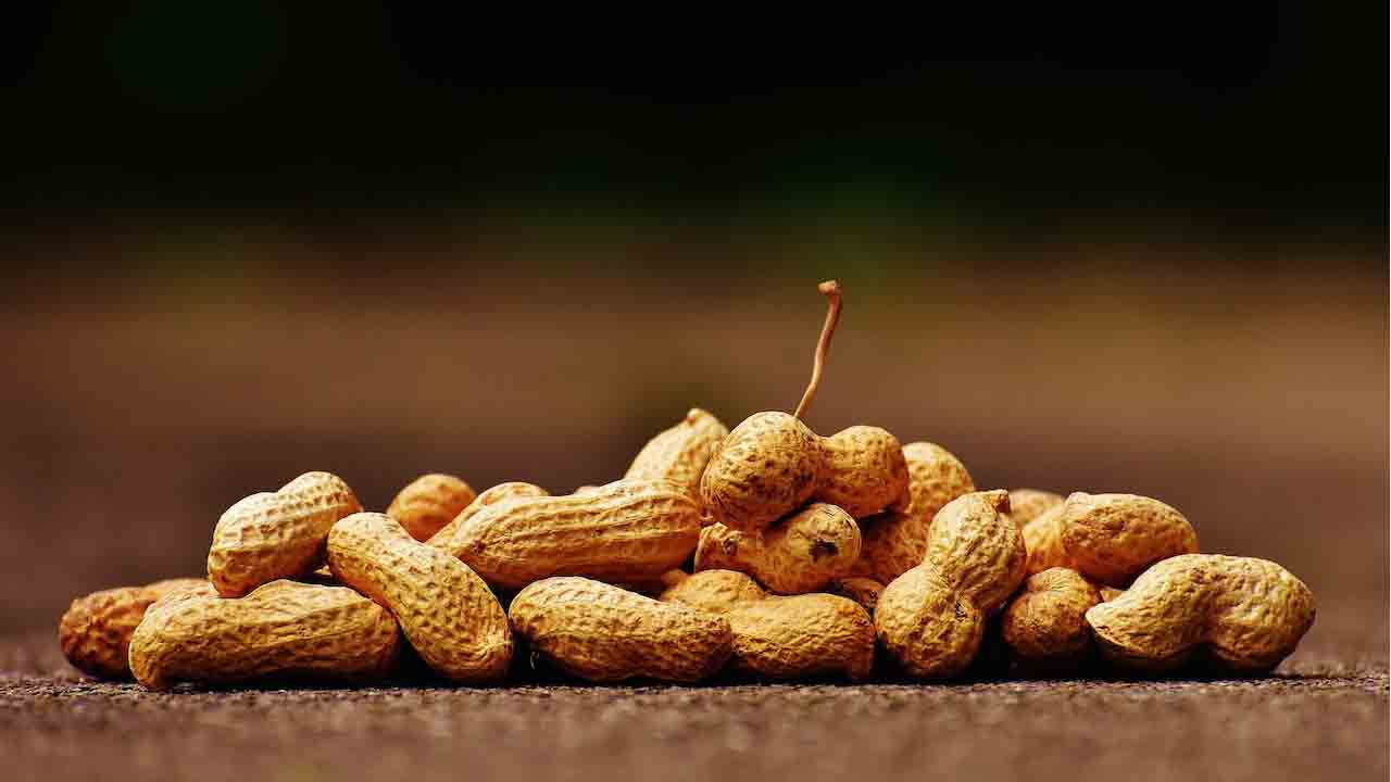 Peanuts क्या मूंगफली खाने से आप मोटे हो जाते हैं ?