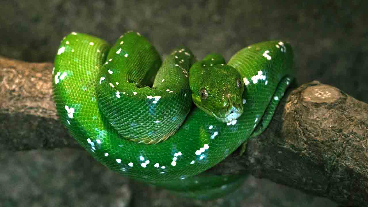 snake venom