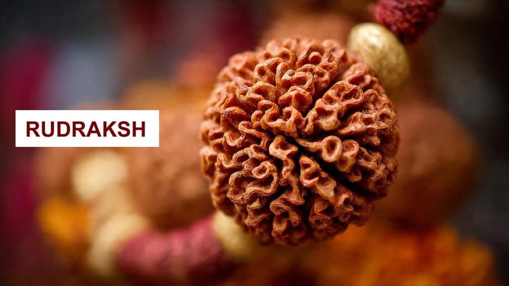 rudraksha